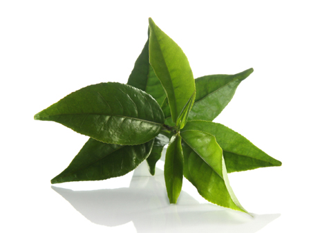 Lá trà xanh là cách chữa hôi miệng tại nhà nhanh nhất  giúp hơi thở thơm mát