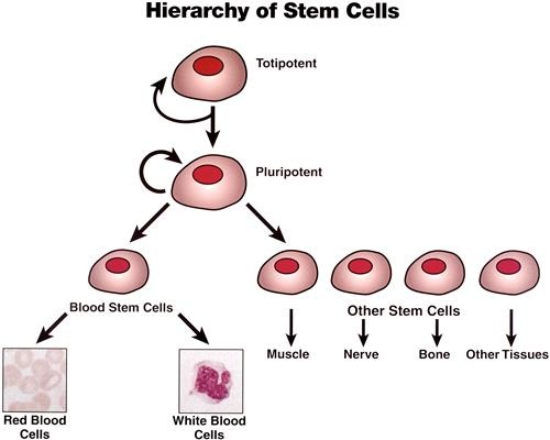 Sử dụng tế bào gốc để điều trị thoái hóa khớp, viêm khớp
